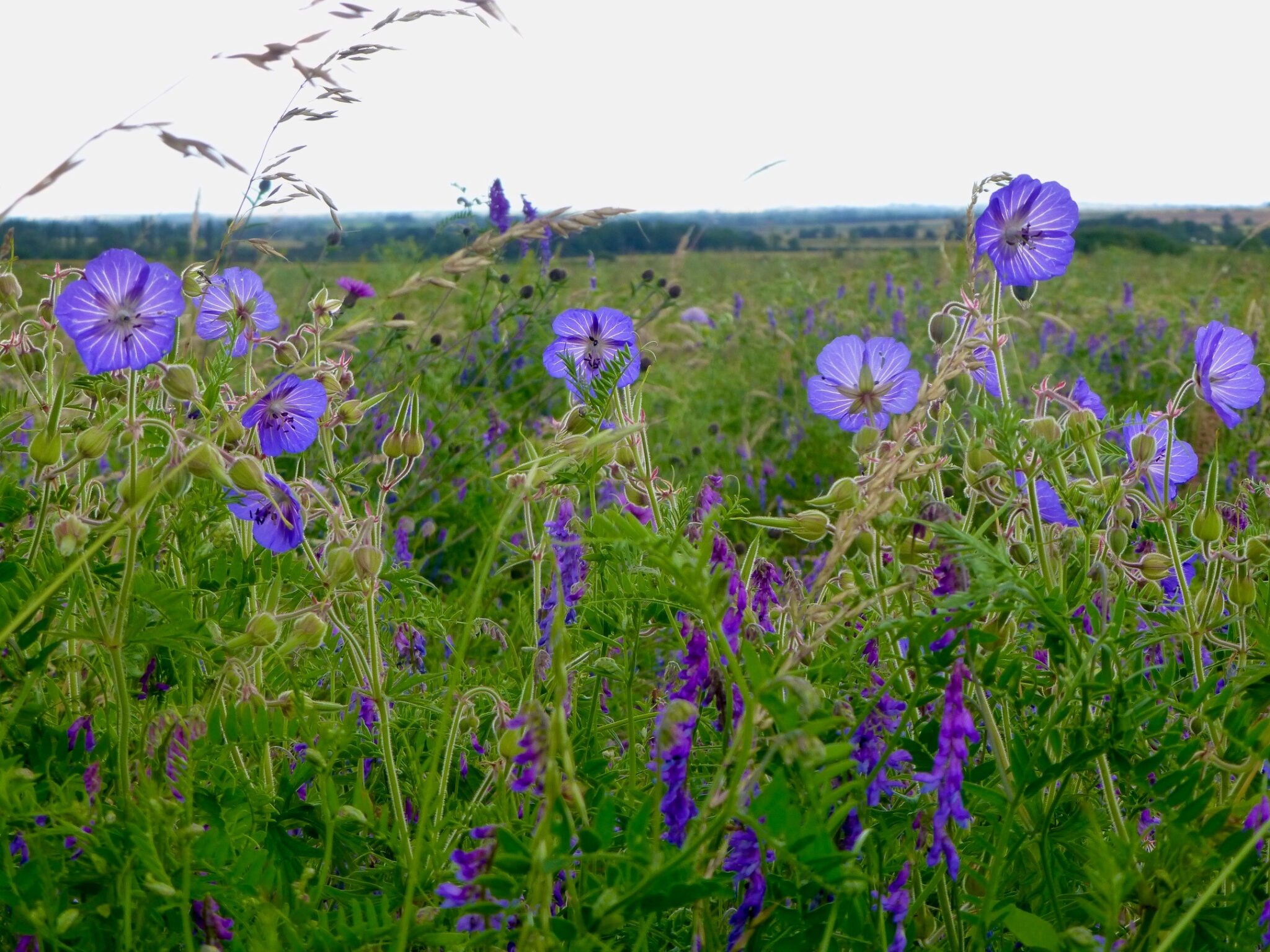 Geranium-at-Hope-Farm-Shelley-Abbott-2048x1536.jpg