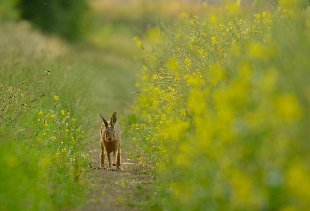 A single Brown Hare running along a farm track towards the camera.