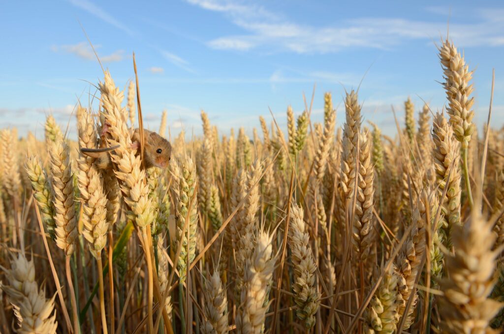 A single Field Mouse climbing a ripe ear of wheat growing in a field of wheat.